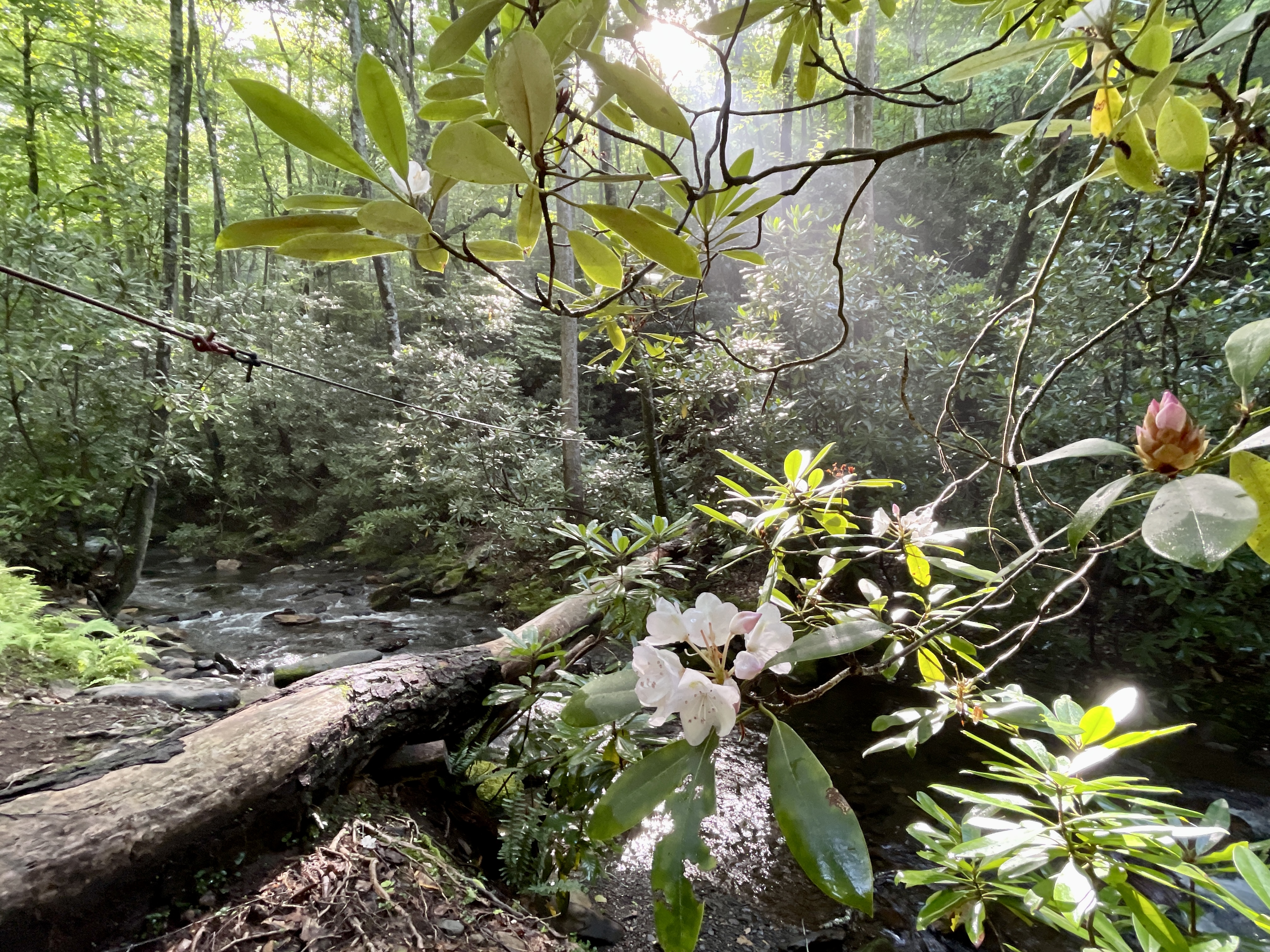 Creek with rhododendron and morning mist